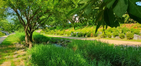 순천의 여름 풍경을  사진으로  담다