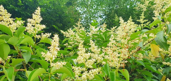 사진작가 청원  이상호 선생의 동네 한바퀴