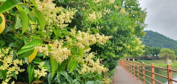 사진작가 청원  이상호 선생의 동네 한바퀴