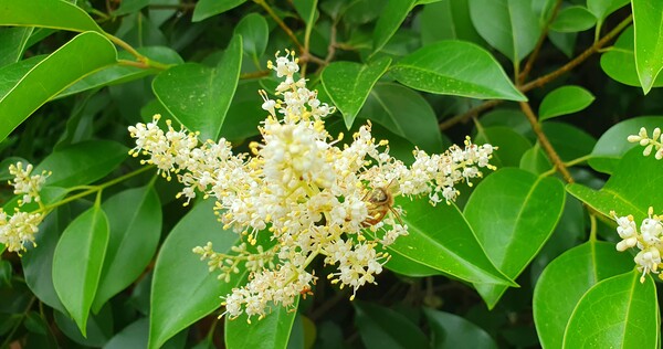 사진작가 청원  이상호 선생의 동네 한바퀴