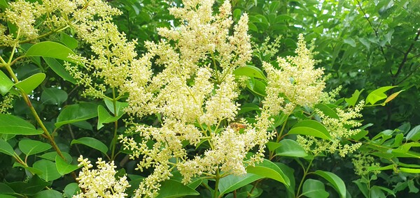 사진작가 청원  이상호 선생의 동네 한바퀴