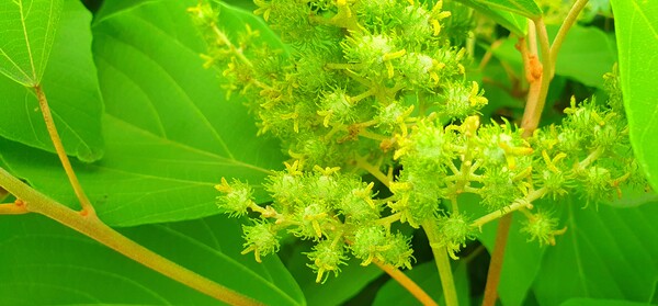 사진작가 청원  이상호 선생의 동네 한바퀴