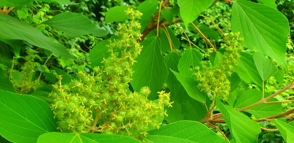 사진작가 청원  이상호 선생의 동네 한바퀴