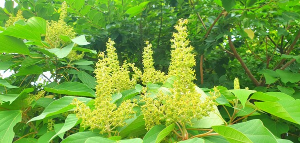 사진작가 청원  이상호 선생의 동네 한바퀴