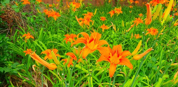 사진작가 청원  이상호 선생의 동네 한바퀴