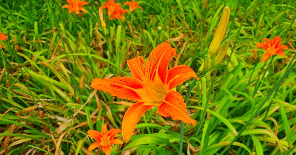사진작가 청원  이상호 선생의 동네 한바퀴