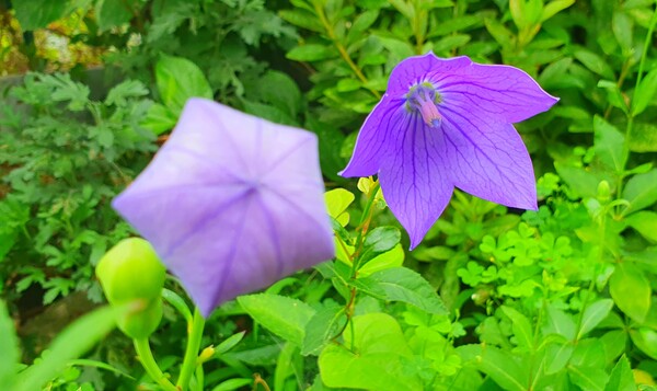 사진작가 청원  이상호 선생의 동네 한바퀴