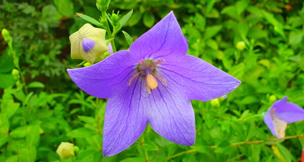 사진작가 청원  이상호 선생의 동네 한바퀴