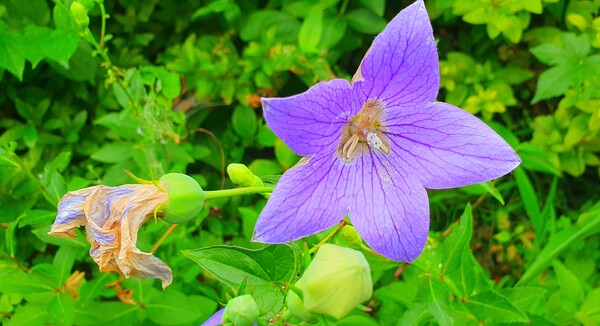 사진작가 청원  이상호 선생의 동네 한바퀴