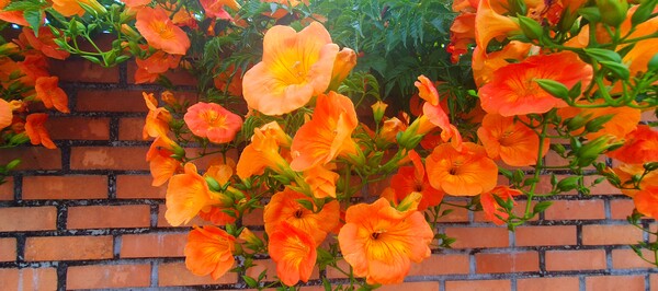 사진작가 청원  이상호 선생의 동네 한바퀴