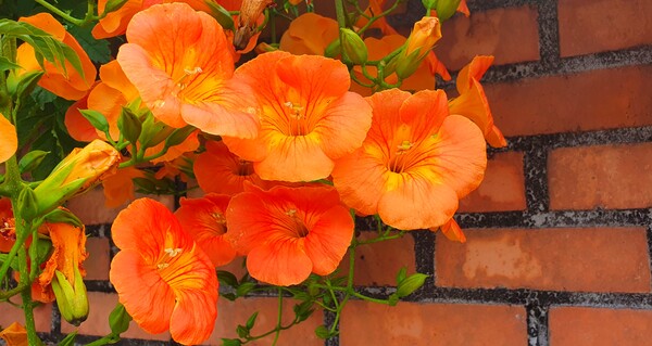 사진작가 청원  이상호 선생의 동네 한바퀴