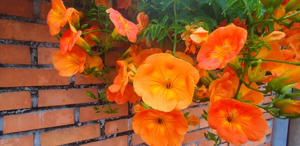 사진작가 청원  이상호 선생의 동네 한바퀴