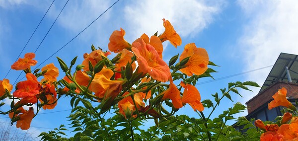 사진작가 청원  이상호 선생의 동네 한바퀴