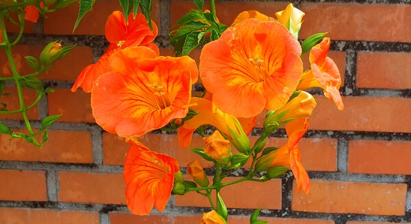 사진작가 청원  이상호 선생의 동네 한바퀴