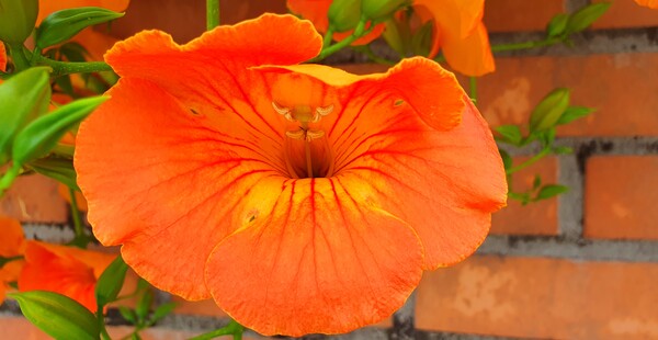 사진작가 청원  이상호 선생의 동네 한바퀴