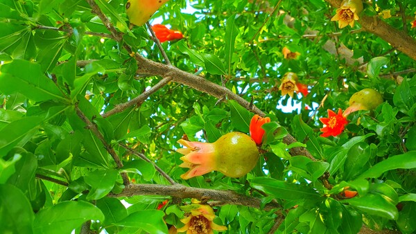 사진작가 청원  이상호 선생의 동네 한바퀴