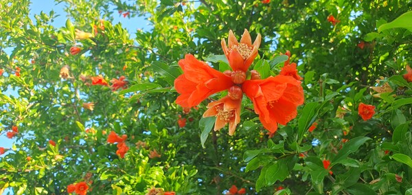사진작가 청원  이상호 선생의 동네 한바퀴