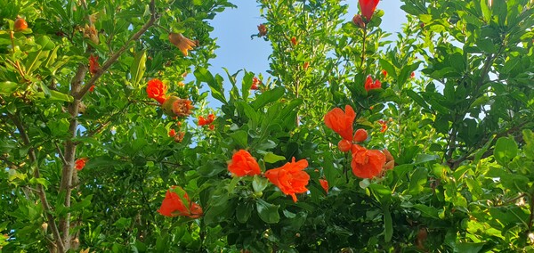 사진작가 청원  이상호 선생의 동네 한바퀴