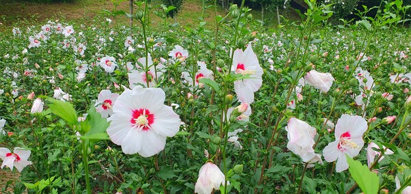 순천만 국가정원에 피어난 꽃들
