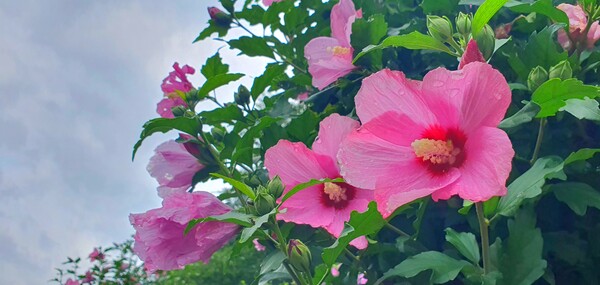 순천만 국가정원에 피어난 꽃들