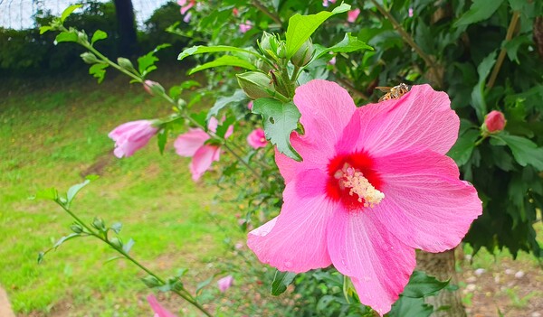 순천만 국가정원에 피어난 꽃들