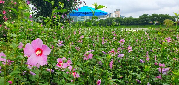 순천만 국가정원에 피어난 꽃들