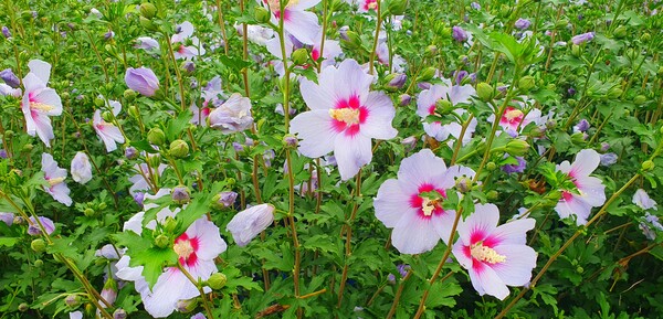 순천만 국가정원에 피어난 꽃들