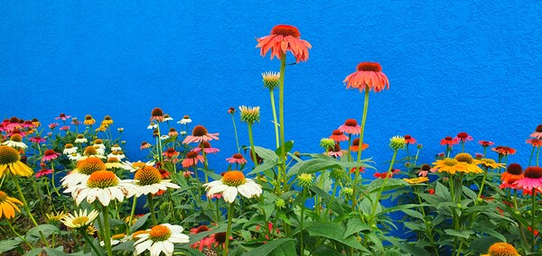 순천만 국가정원에 피어난 꽃들