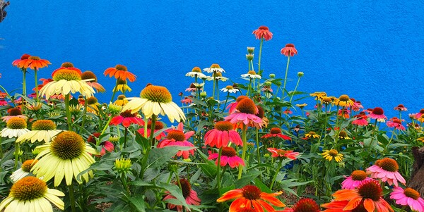 순천만 국가정원에 피어난 꽃들