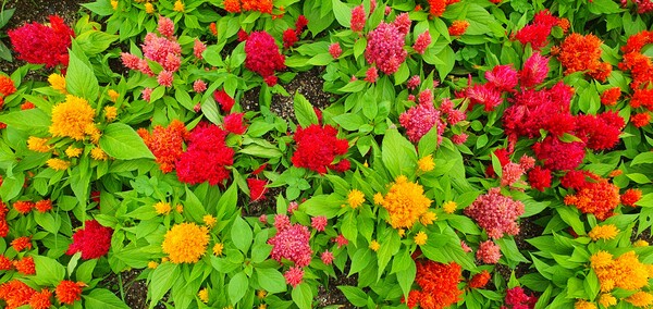 순천만 국가정원에 피어난 꽃들