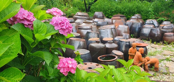 순천만 국가정원에 피어난 꽃들