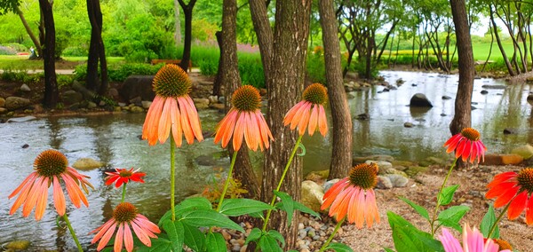 순천만 국가정원에 피어난 꽃들