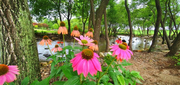 순천만 국가정원에 피어난 꽃들