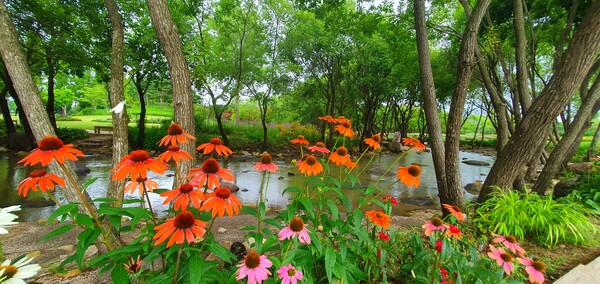 순천만 국가정원에 피어난 꽃들