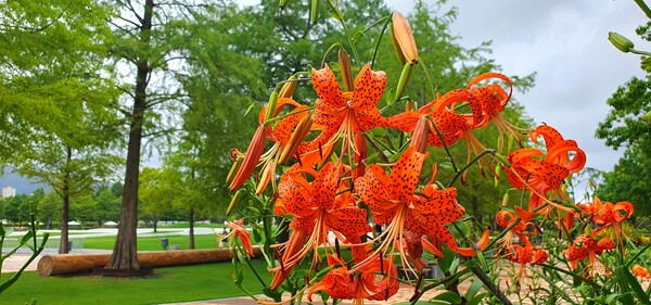순천만 국가 정원에 피어난 꽃들