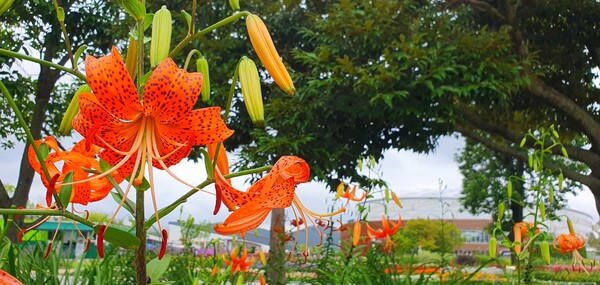 순천만 국가 정원에 피어난 꽃들