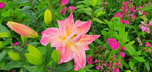 순천만 국가 정원에 피어난 꽃들