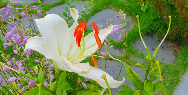 순천만 국가 정원에 피어난 꽃들