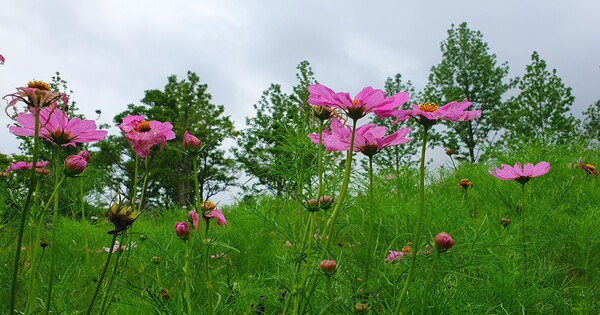 순천만 국가 정원에 피어난 꽃들