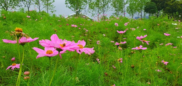 순천만 국가 정원에 피어난 꽃들