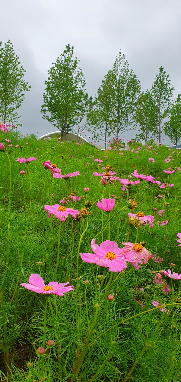 순천만 국가 정원에 피어난 꽃들