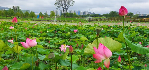 순천만 국가 정원에 피어난 꽃들