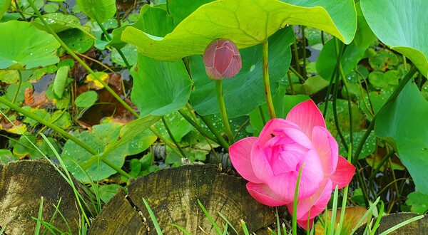 순천만 국가 정원에 피어난 꽃들