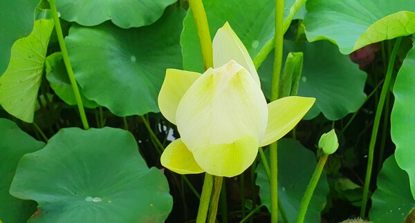 순천만 국가 정원에 피어난 꽃들