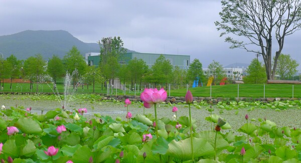 순천만 국가 정원에 피어난 꽃들