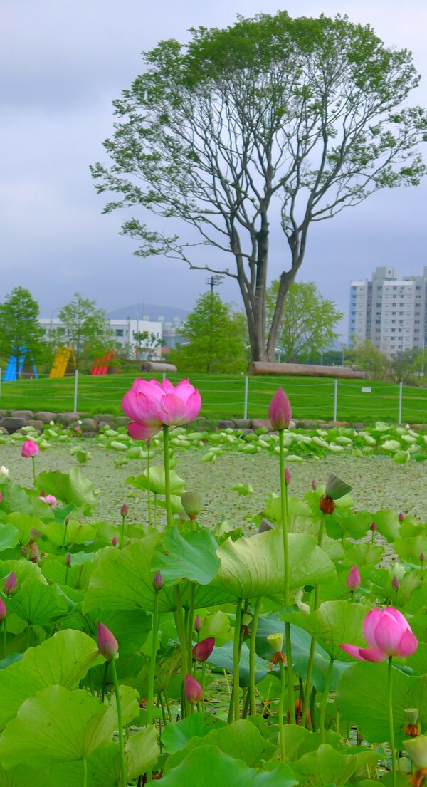 순천만 국가 정원에 피어난 꽃들