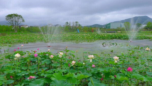 순천만 국가 정원에 피어난 꽃들