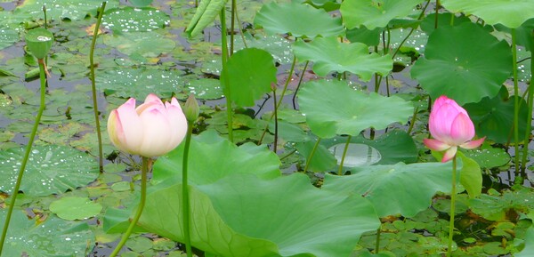 순천만 국가 정원에 피어난 꽃들