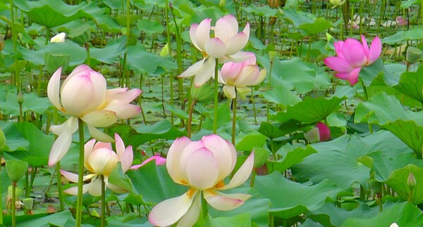순천만 국가 정원에 피어난 꽃들