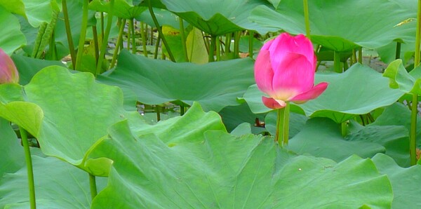 순천만 국가 정원에 피어난 꽃들